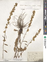 Solidago bicolor image