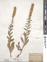 Solidago bicolor image