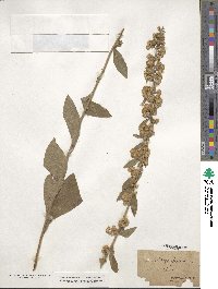 Solidago bicolor image