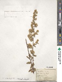 Solidago bicolor image