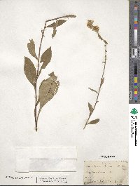 Solidago bicolor image