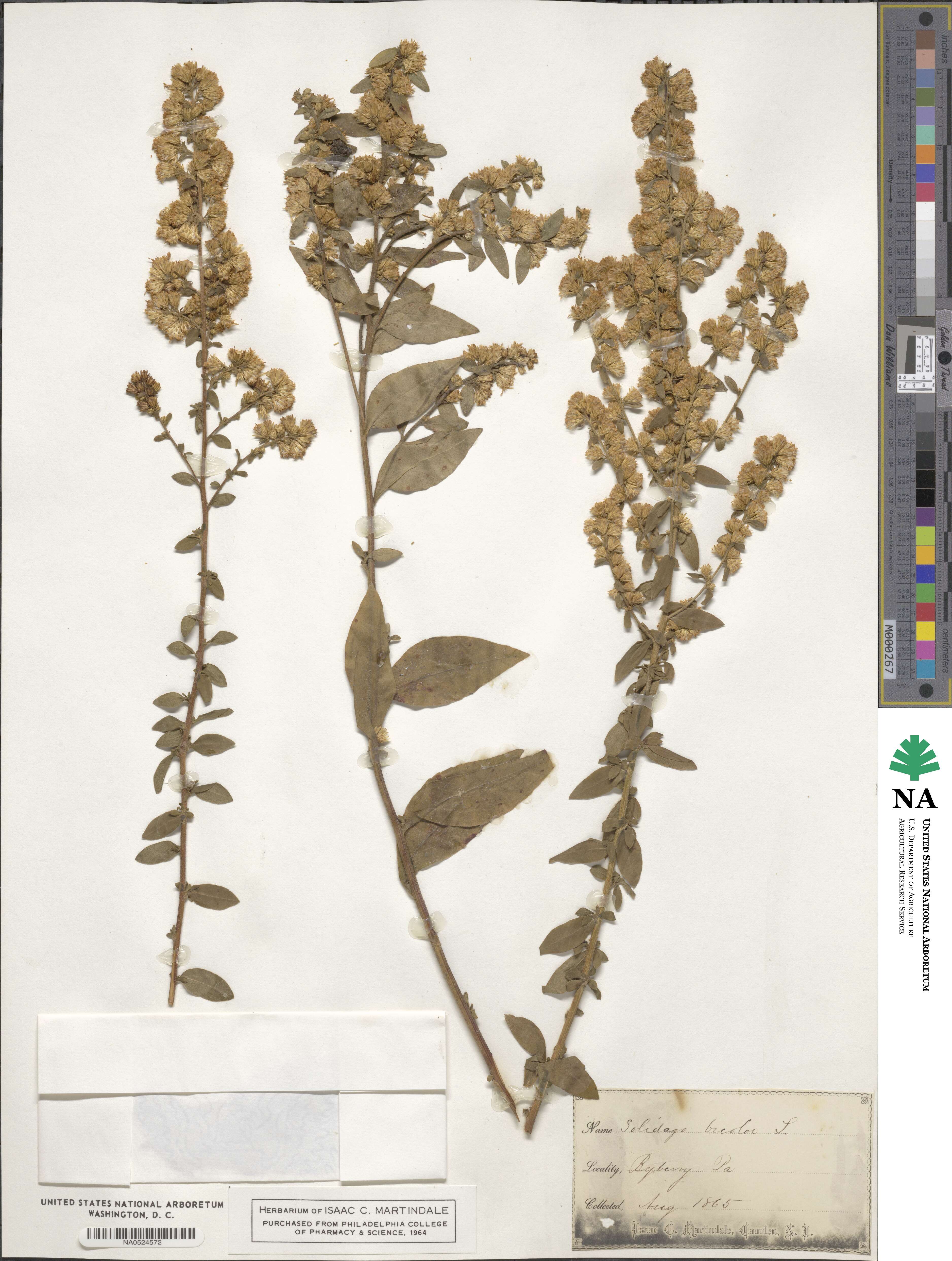 Solidago bicolor image