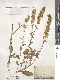 Solidago bicolor image