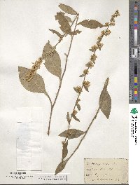 Solidago bicolor image