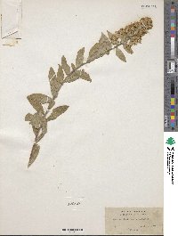 Solidago wrightii image