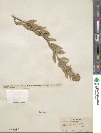 Solidago wrightii image