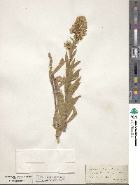 Solidago wrightii image