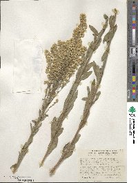 Solidago californica image