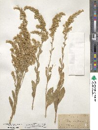 Solidago californica image