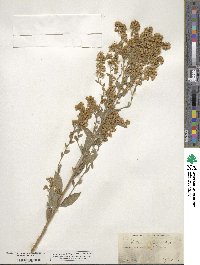 Solidago californica image