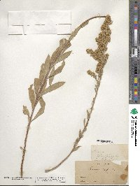 Solidago californica image