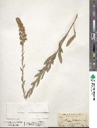 Solidago californica image