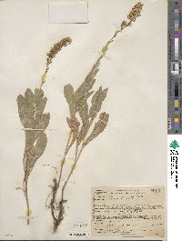 Solidago californica image