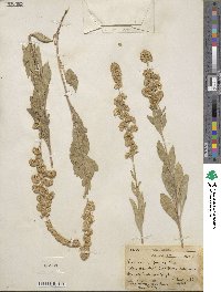 Solidago californica image