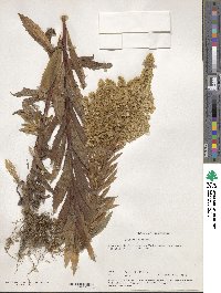 Solidago canadensis image