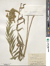 Solidago canadensis image