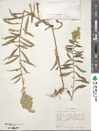 Solidago canadensis image