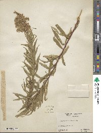 Solidago canadensis image