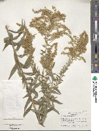 Solidago canadensis image