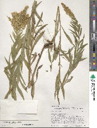 Solidago canadensis image