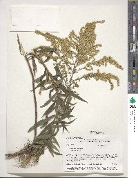 Solidago canadensis image