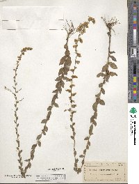 Solidago brachyphylla image