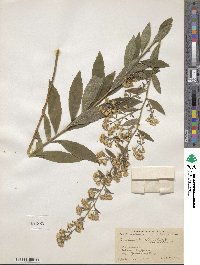 Solidago buckleyi image