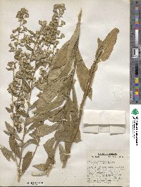 Solidago buckleyi image