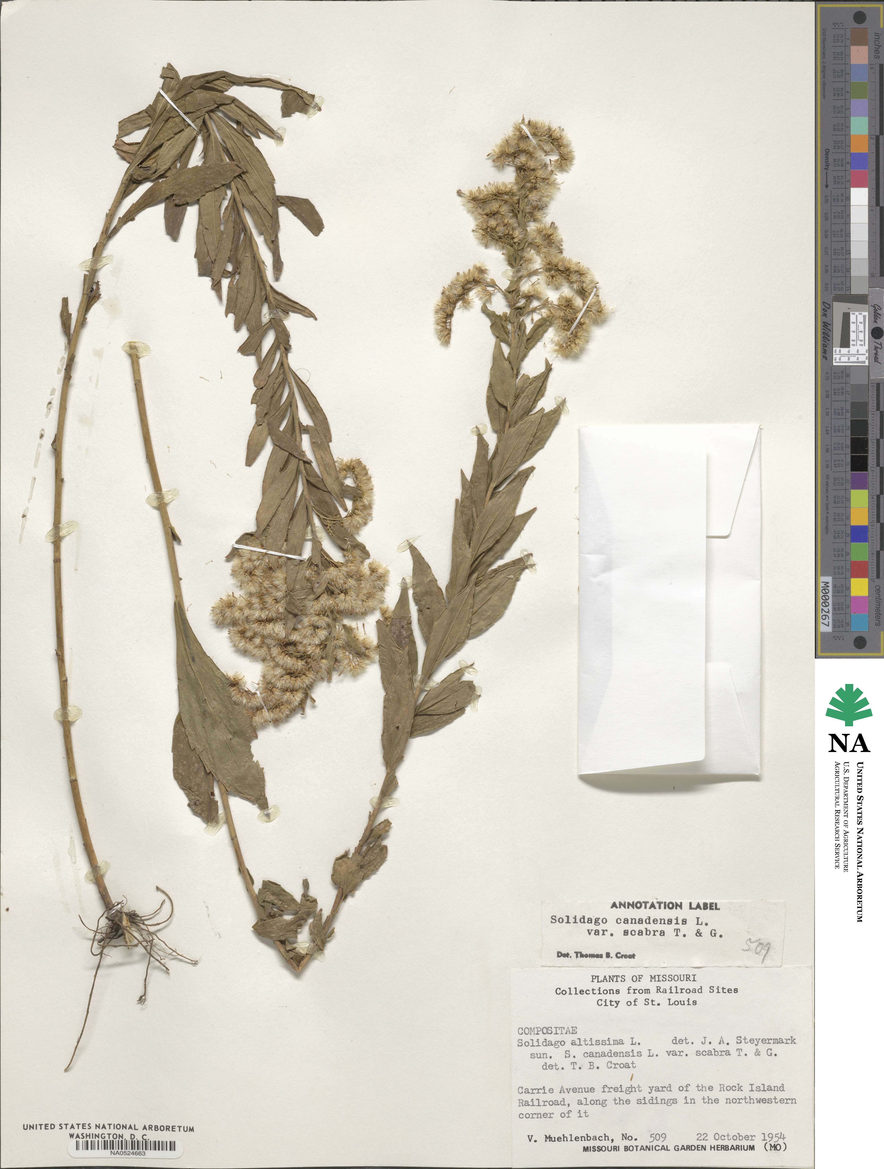 Solidago altissima image