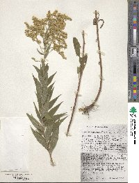 Solidago altissima image