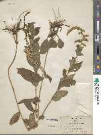 Solidago rugosa image