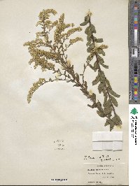 Solidago chapmanii image