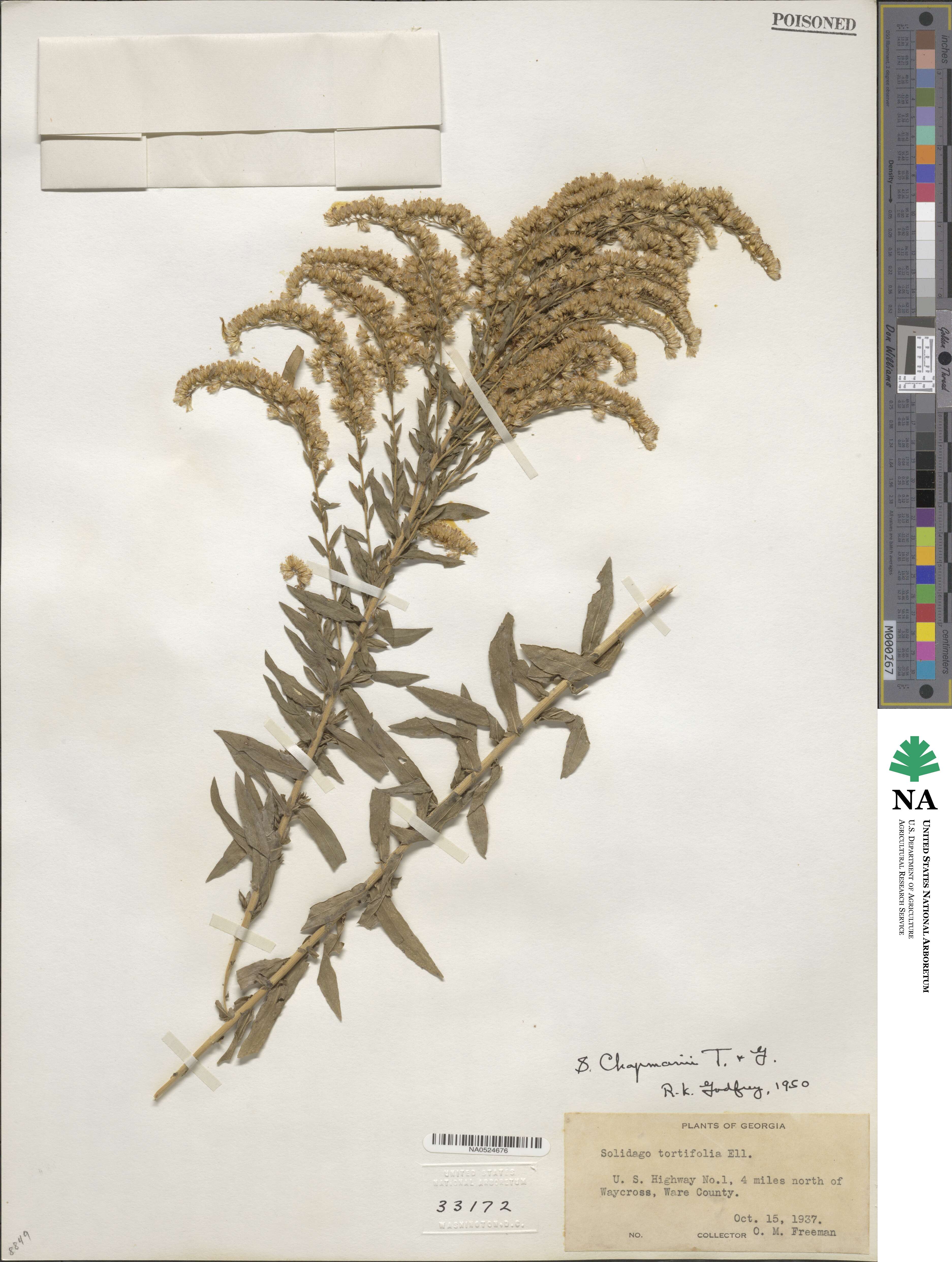 Solidago chapmanii image