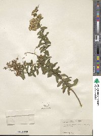 Solidago chapmanii image