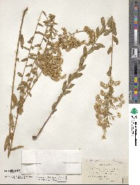 Solidago chapmanii image