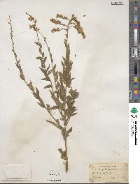 Solidago canadensis image