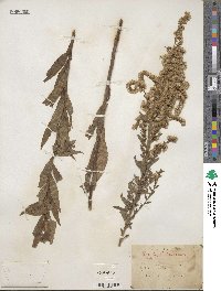 Solidago canadensis image