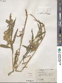 Solidago canadensis image