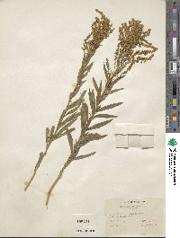 Solidago canadensis image