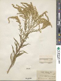 Solidago canadensis image