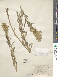 Solidago canadensis image