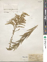 Solidago canadensis image