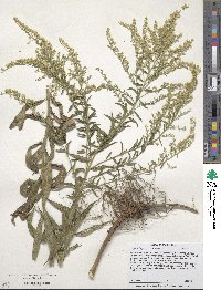 Solidago canadensis image