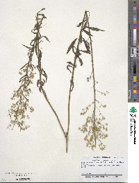 Solidago canadensis image