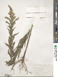 Solidago canadensis image