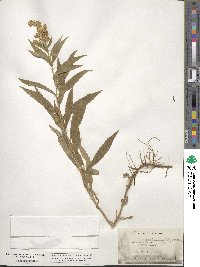 Solidago canadensis image