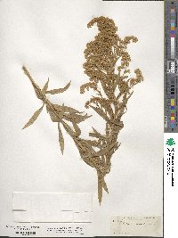 Solidago canadensis image