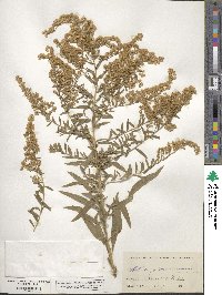 Solidago canadensis image