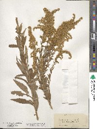 Solidago canadensis image