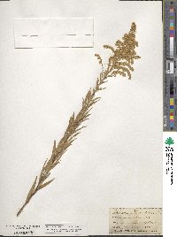 Solidago canadensis image